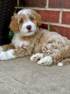 can you register a labradoodle