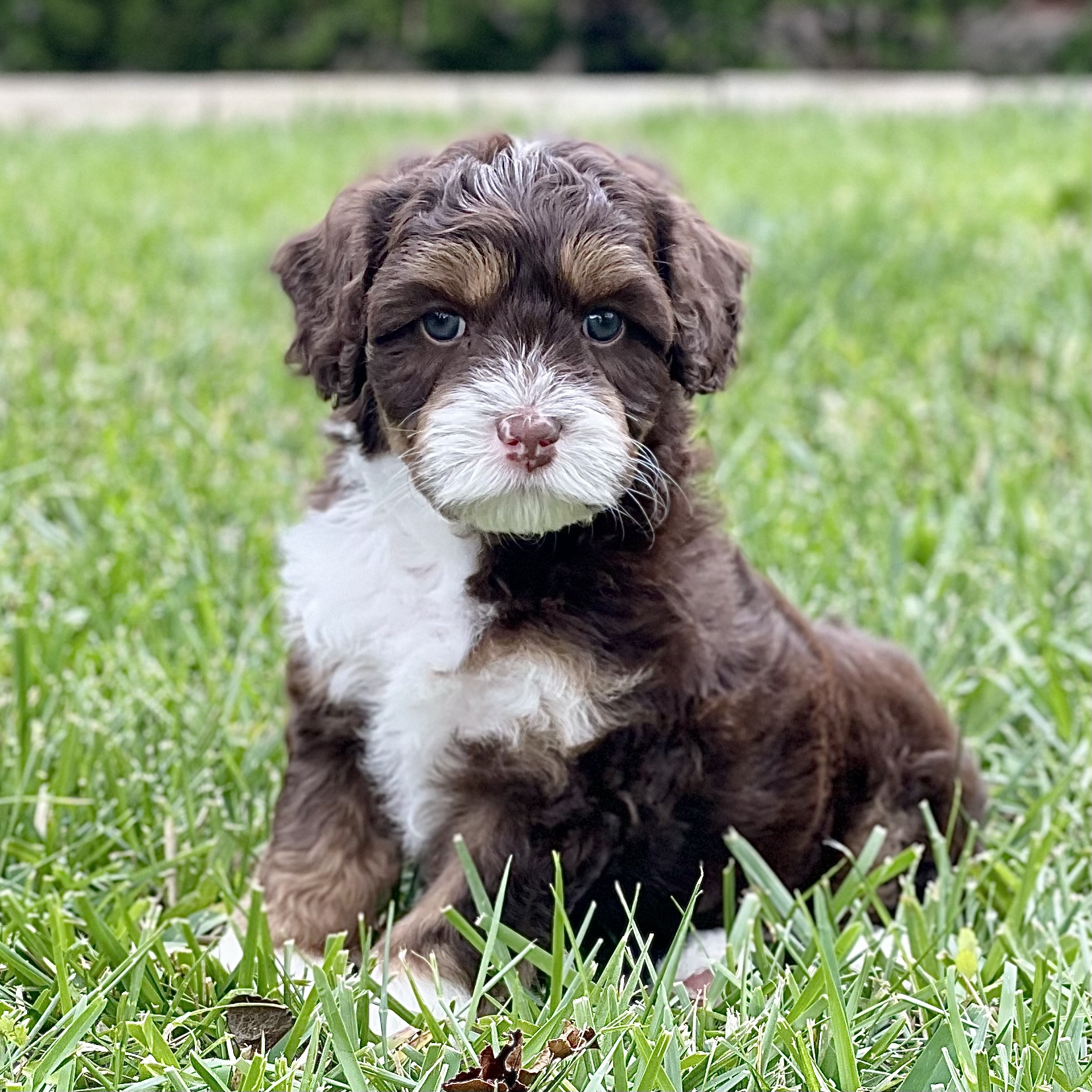 Mini chocolate shops labradoodle puppies for