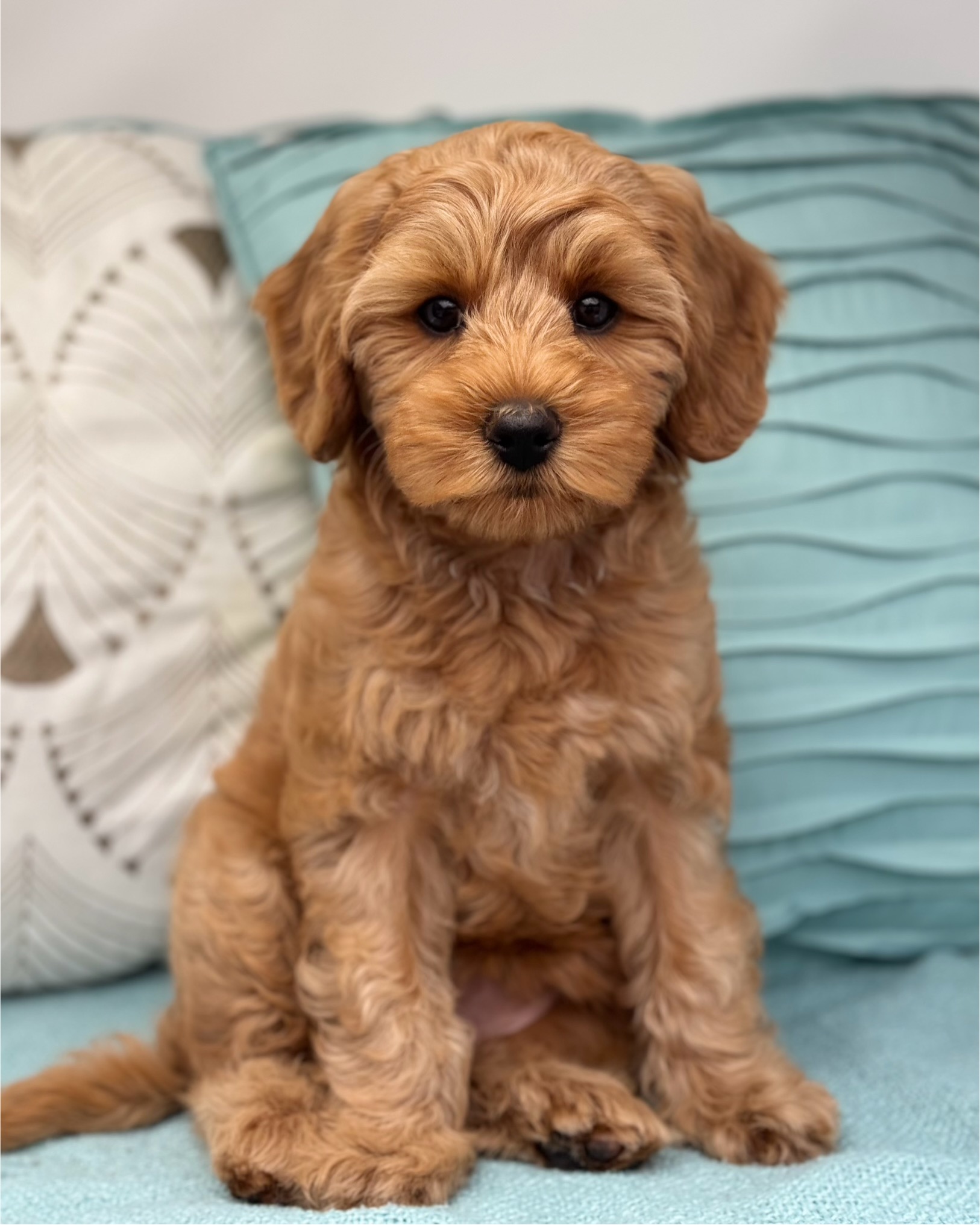 Cricket 9 Weeks Avery Lane Labradoodles, LLC