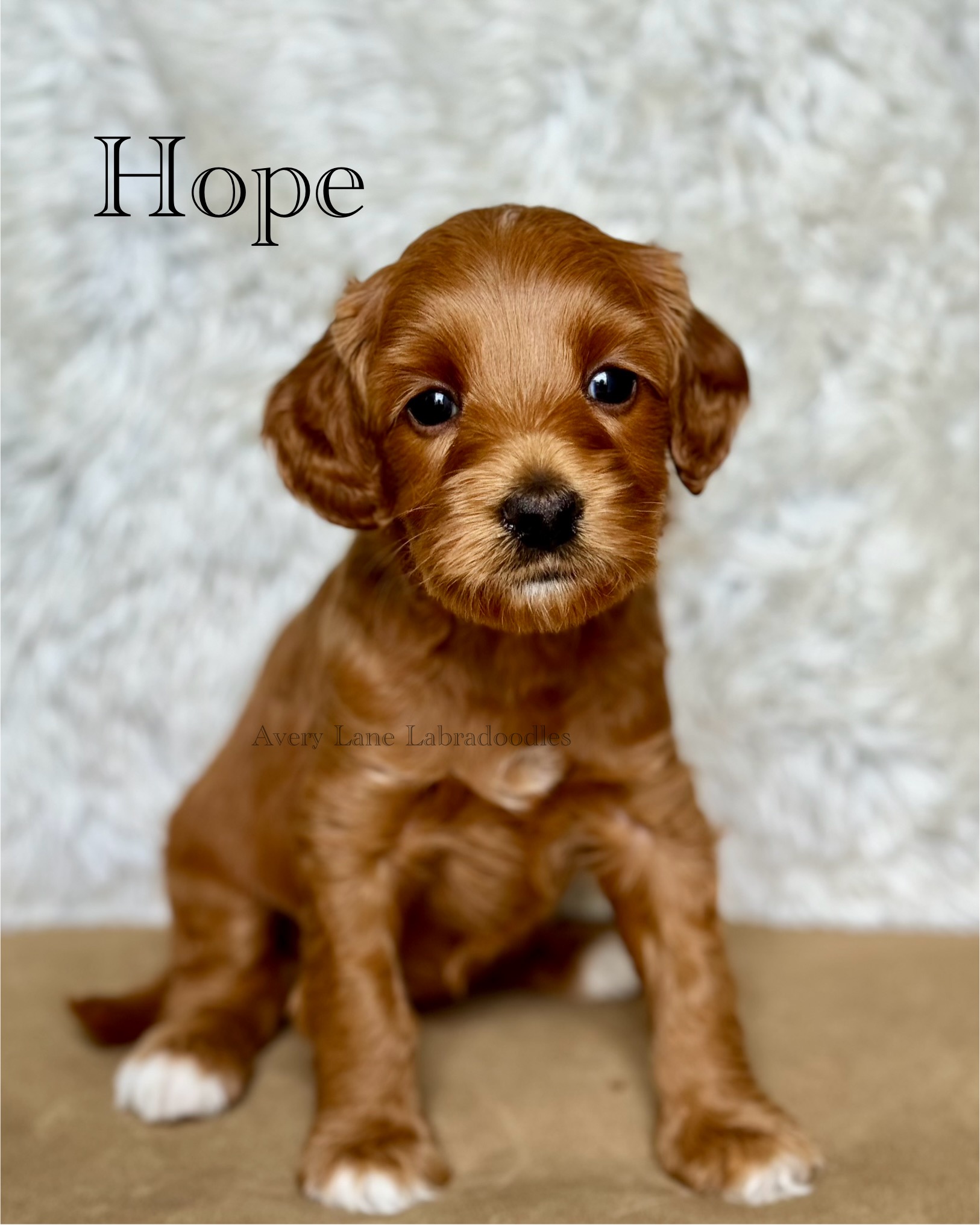 Hope- Week Five - Avery Lane Labradoodles, LLC