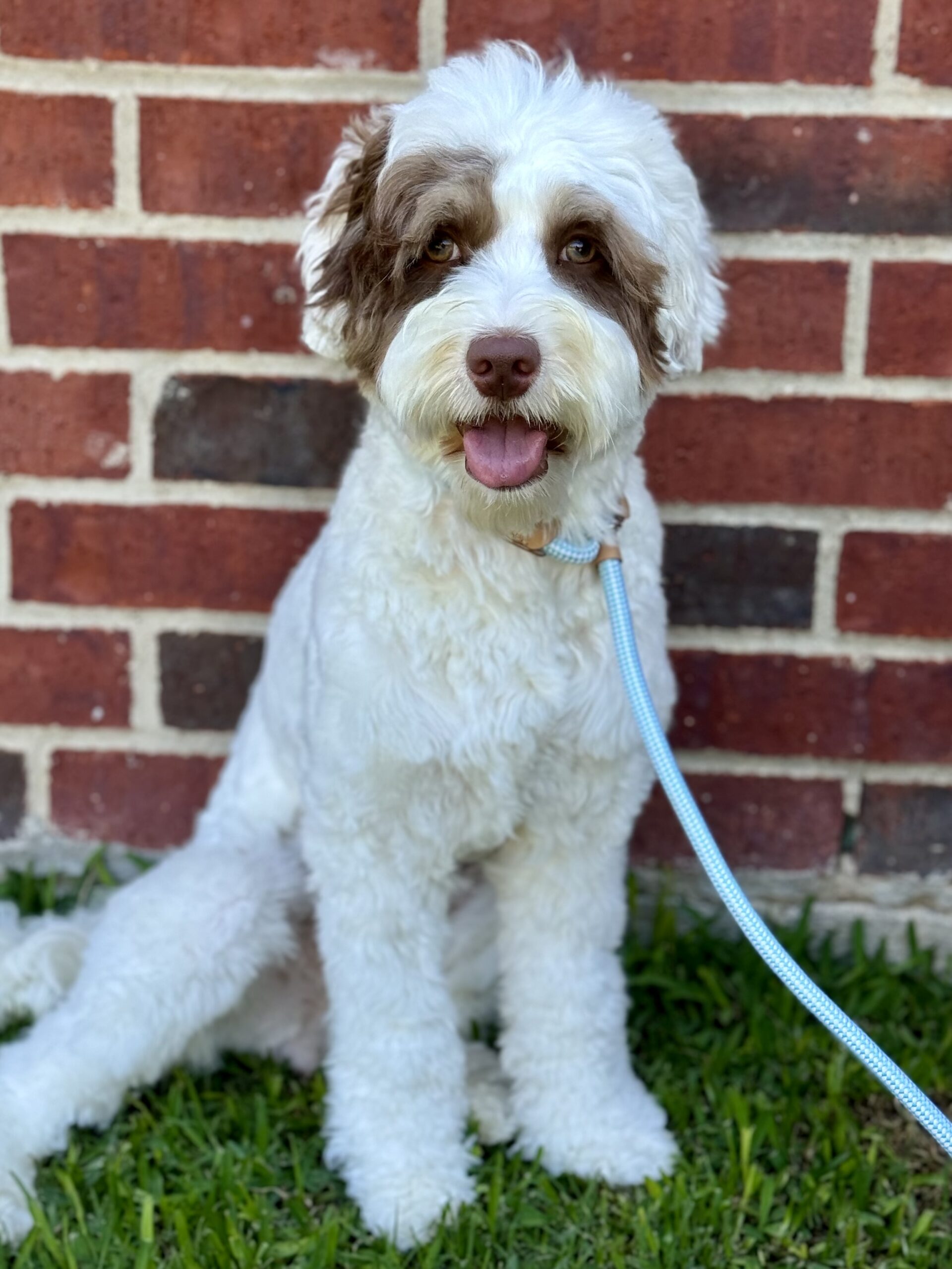 Bailey (1) - Avery Lane Labradoodles, LLC